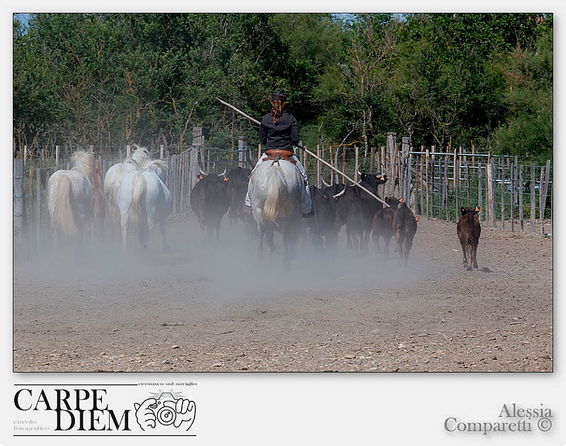 316-1620 x 1080---16L Camargue_2577.jpg